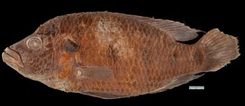 Media type: image;   Ichthyology 31324 Aspect: lateral,description
